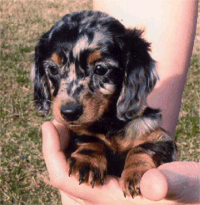 silver dapple mini dachshund puppies for sale
